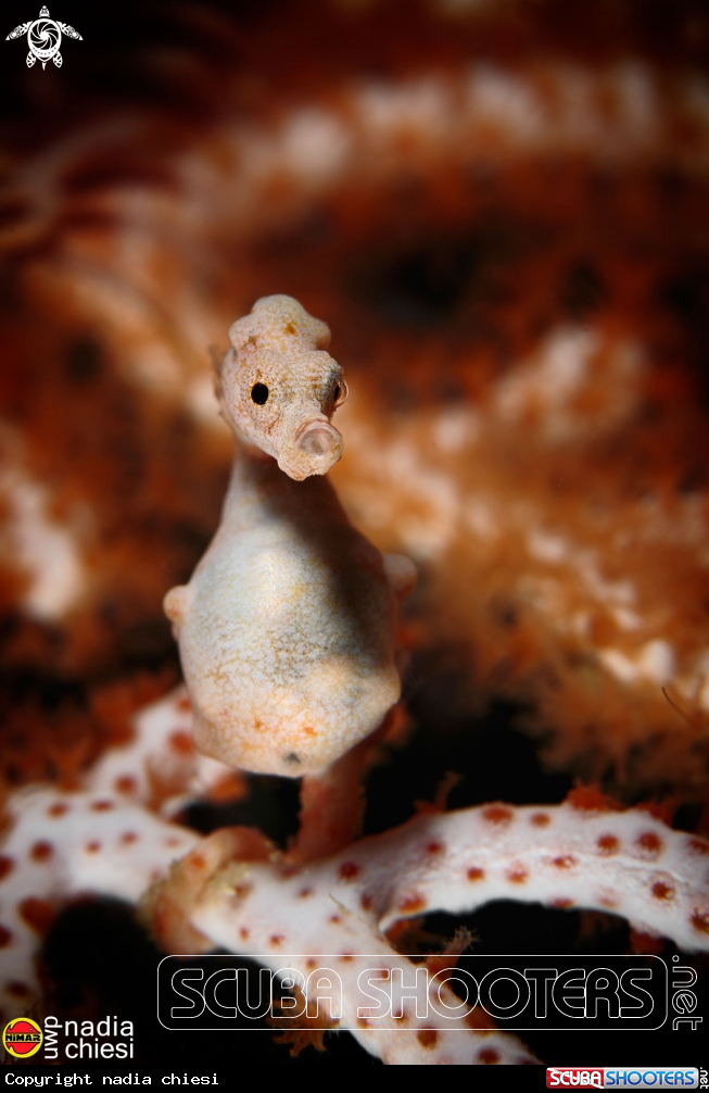 A Pigmy seahorse