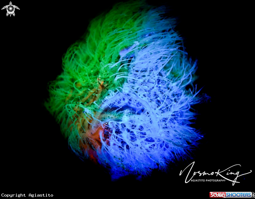 A Hairy Frog Fish