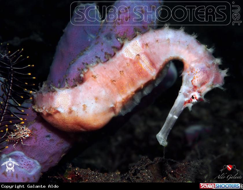 A Spiny Seahorse - Thorny Seahorse