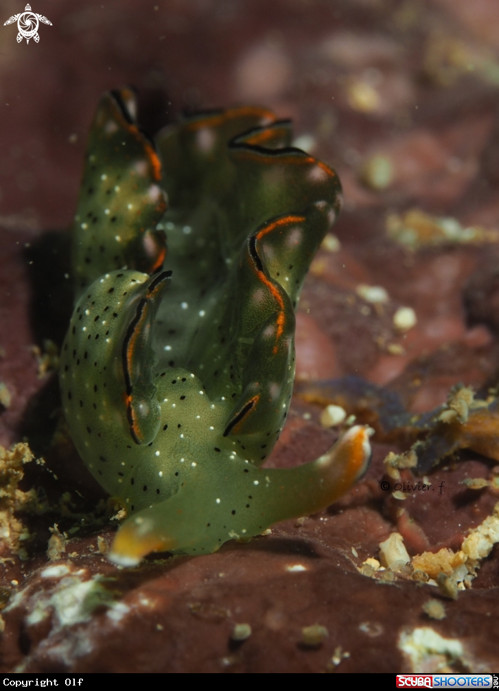 A Elysia marginata 
