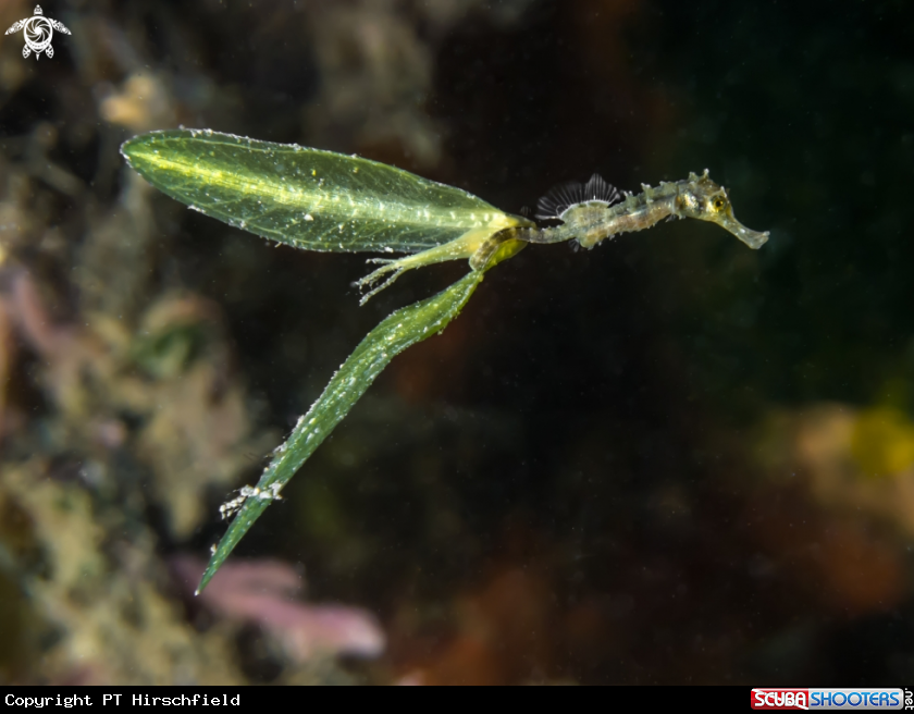 A Seahorse