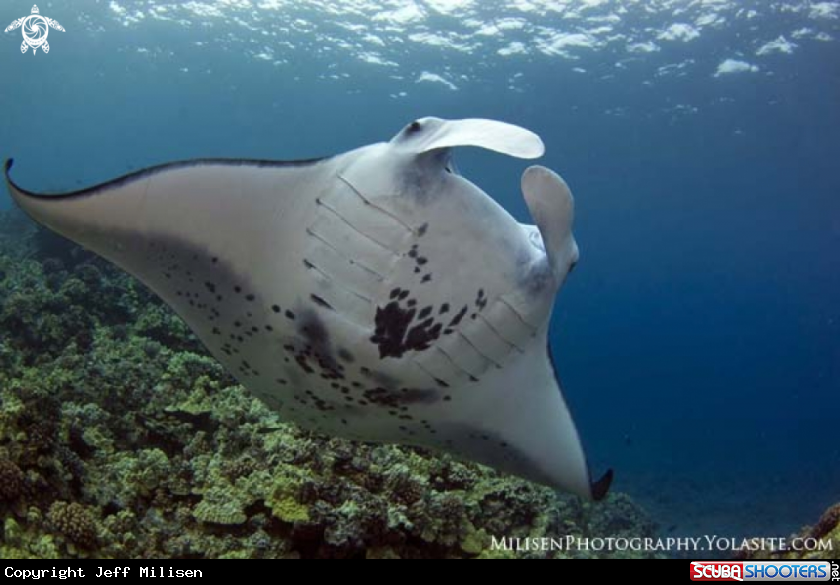 A Coastal manta