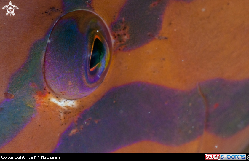 A Yellow-tail wrasse
