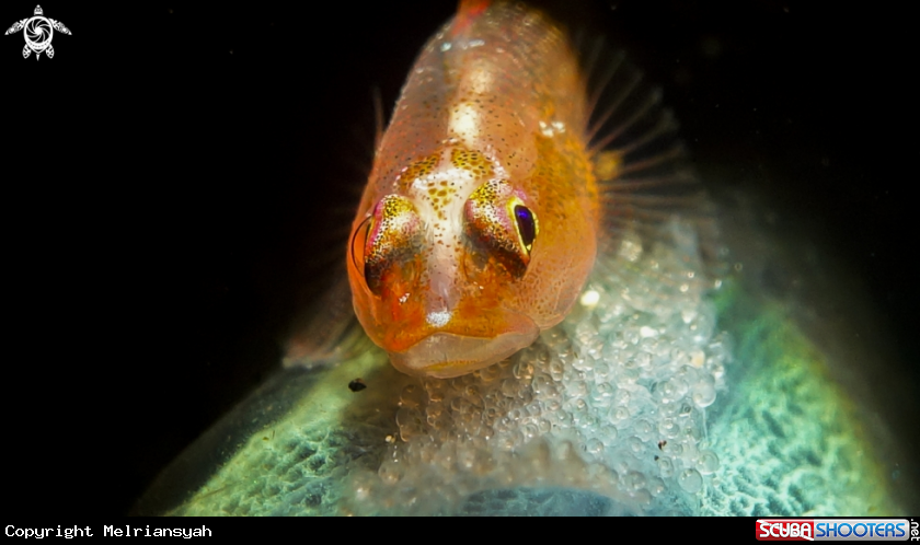 A Sea Whip Gobies