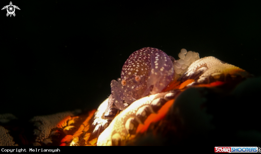A Pistol Snapping Shrimp