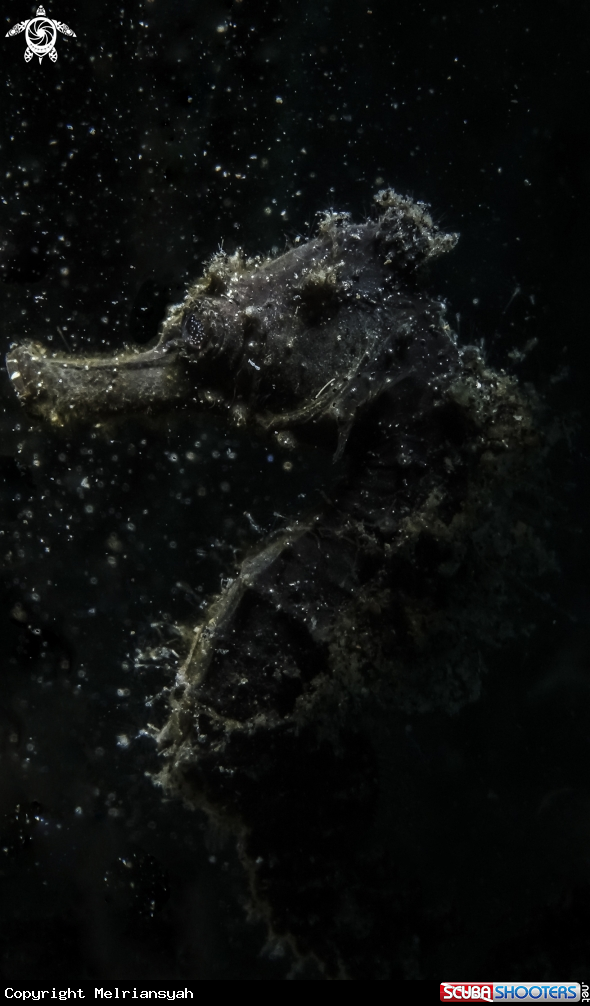 A Seahorse