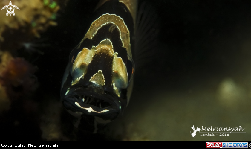 A Banggai Cardinal Fish