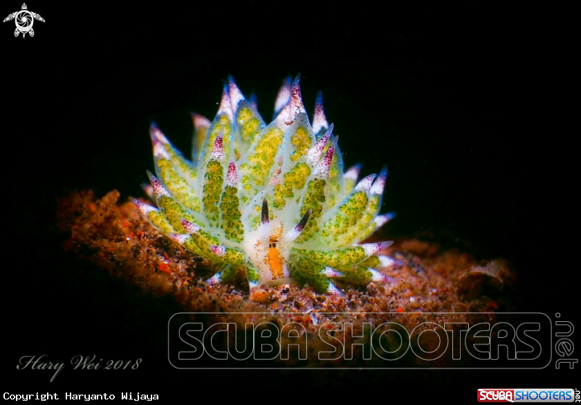A Nudibranch