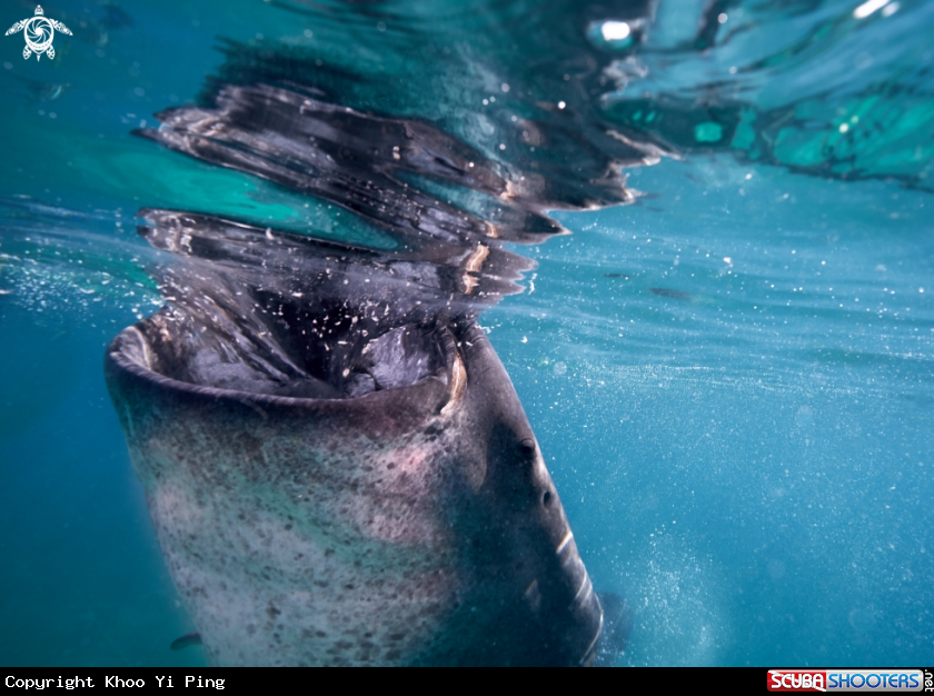 A Whaleshark