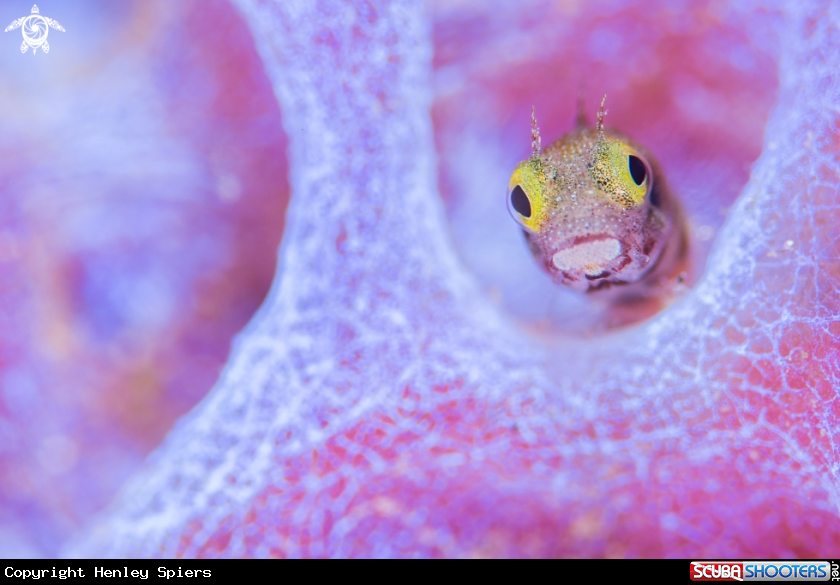 A Spinyhead Blenny