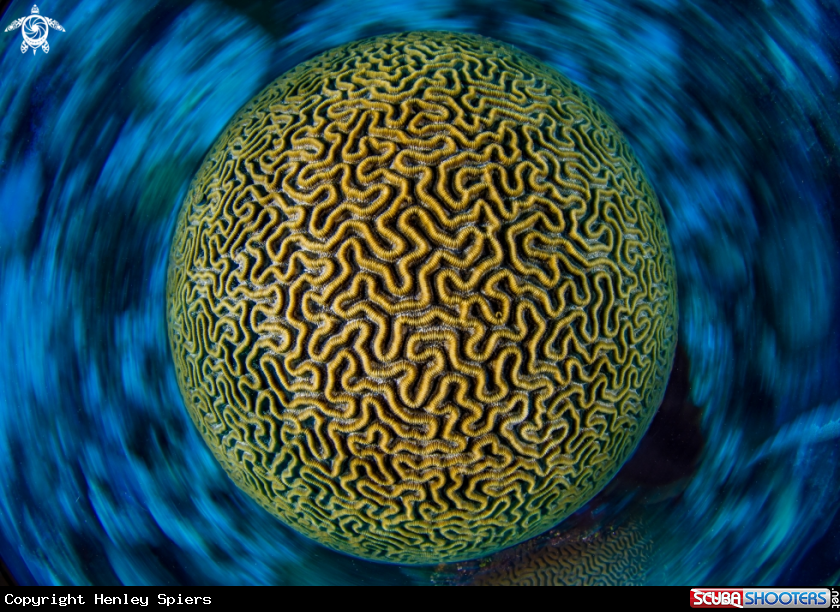 A Brain Coral