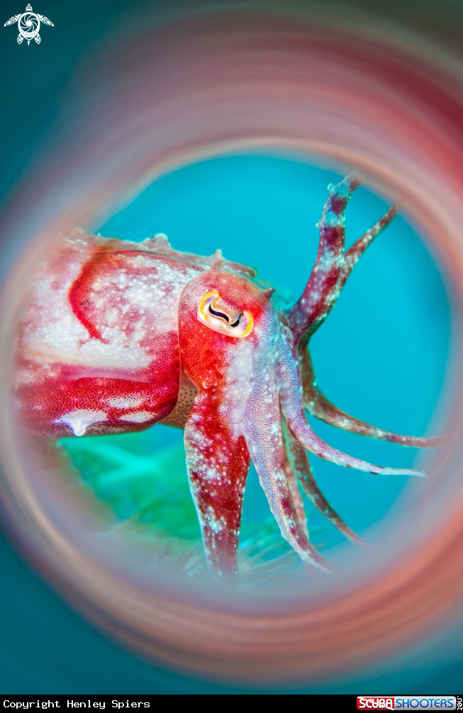 A Cuttlefish