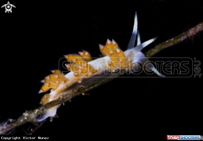 A Flabelina naranja