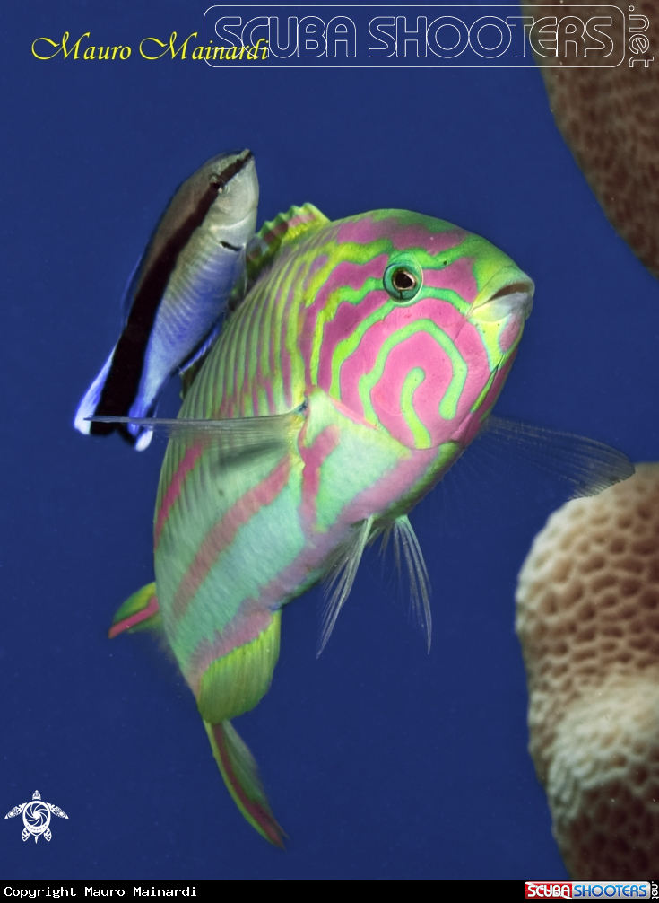 A underwater creature