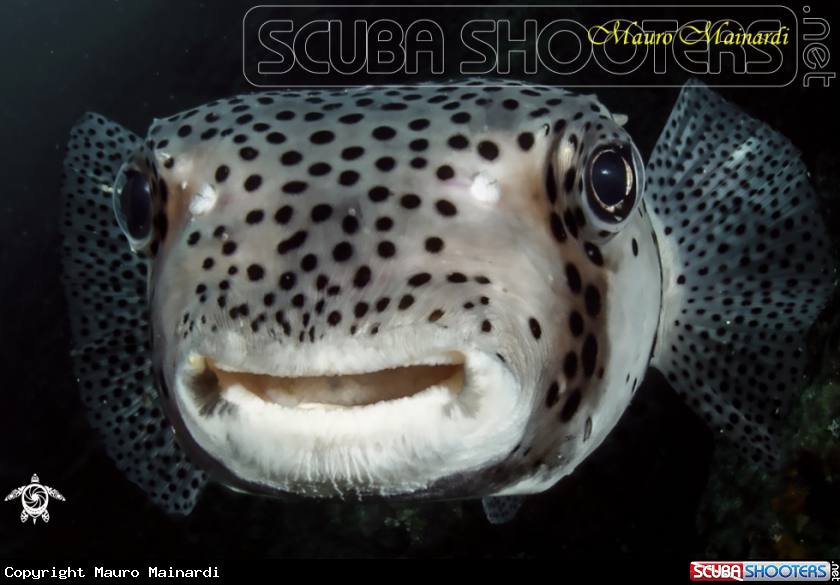 A Porcoupine fish