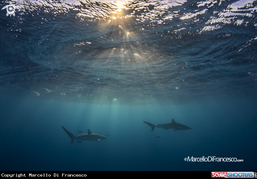 A Silky Shark