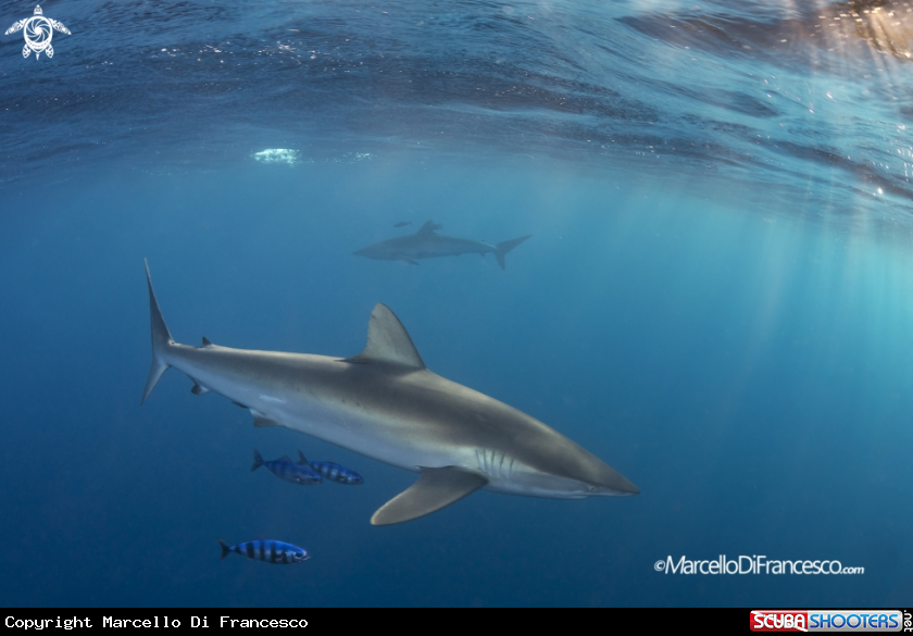 A Silky Shark