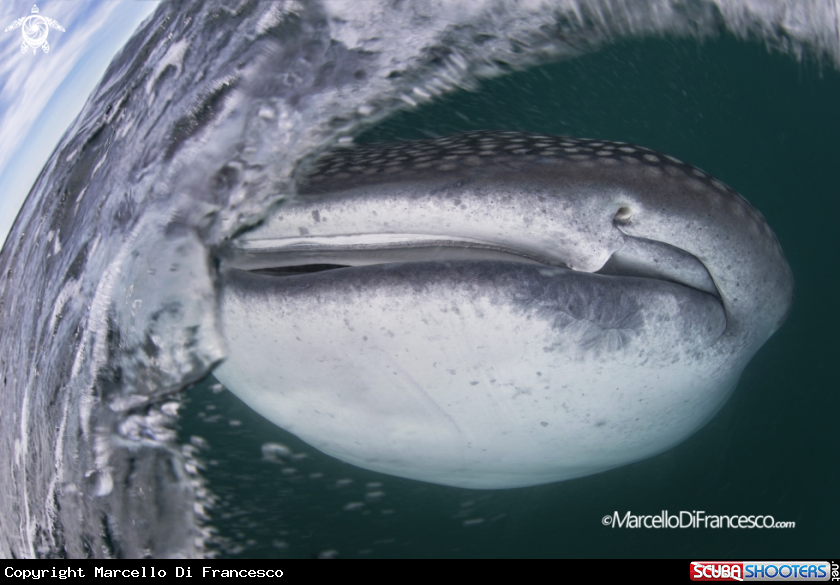 A Whale Shark
