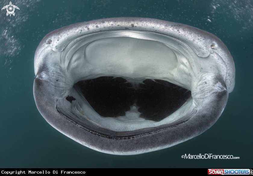 A Whale Shark