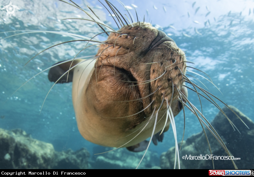 A Sea Lion