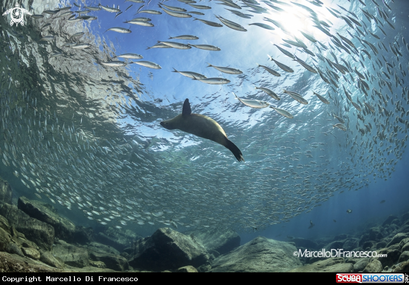 A Sea Lion