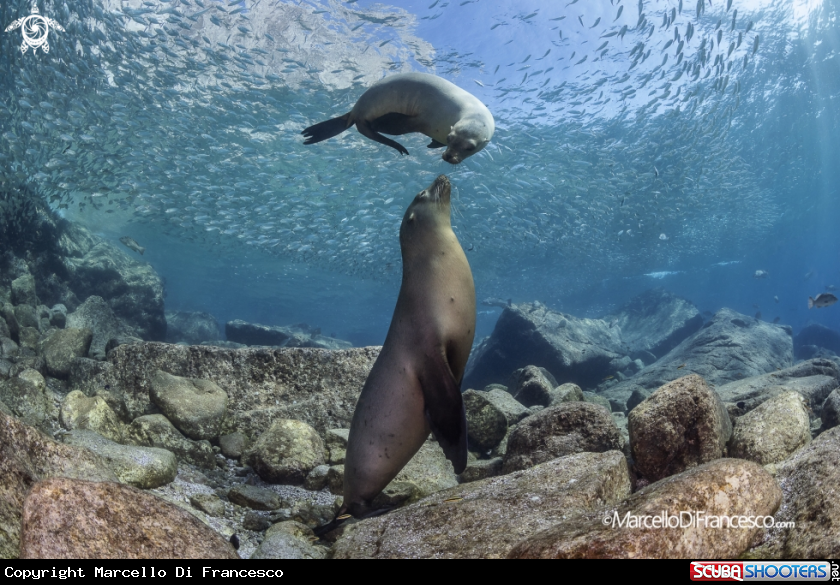 A Sea Lion