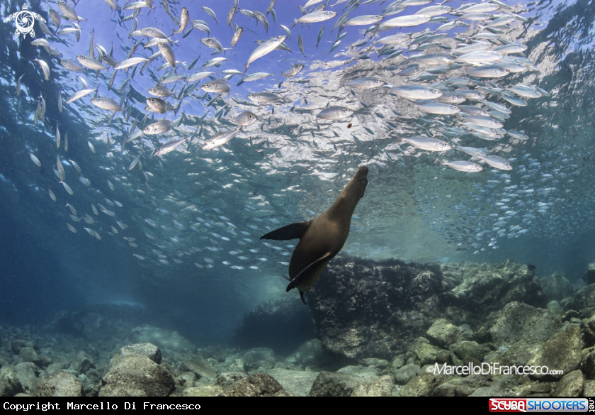 A sea lion and sardines