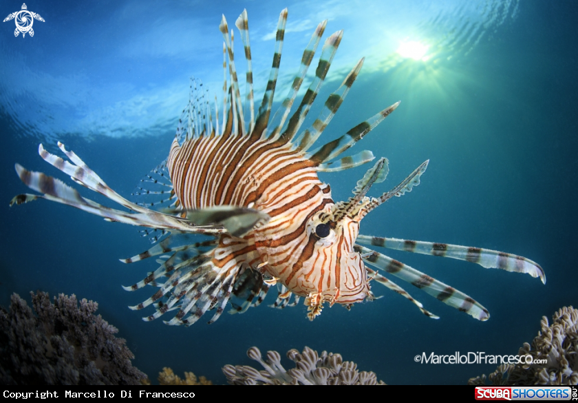 A Lionfish 