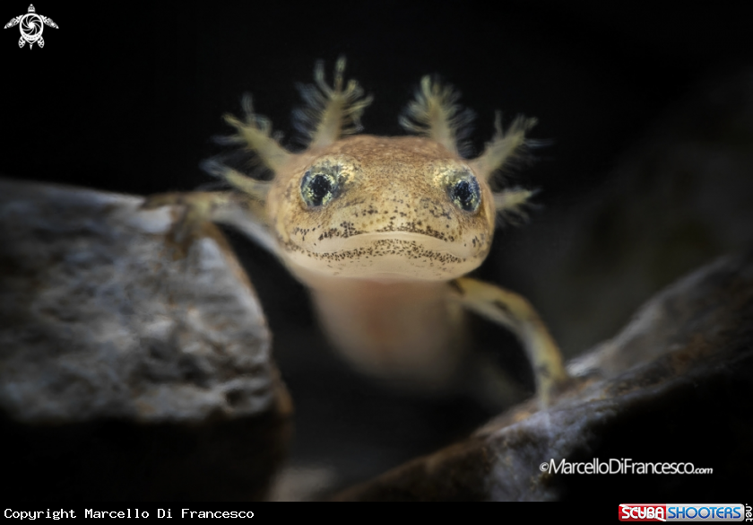 A Salamandra Salamandra