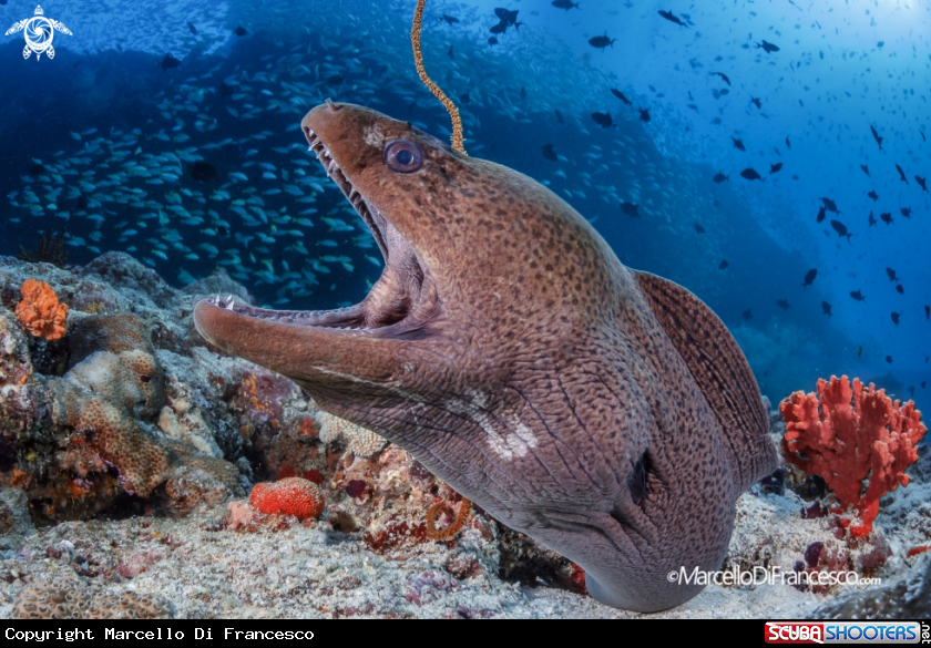 A Moray