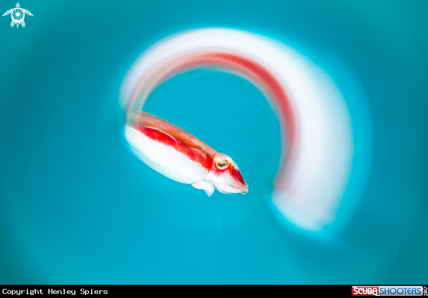 A Cuttlefish
