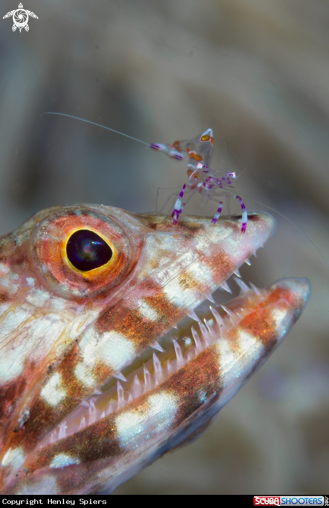 A Lizardfish