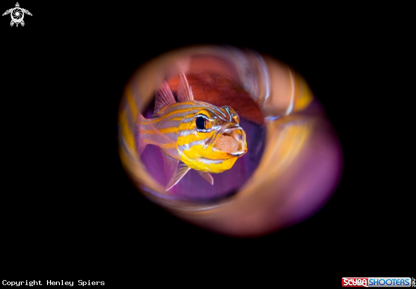 A Cardinalfish (with eggs)