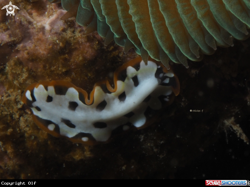 A Zebra flatworm ?