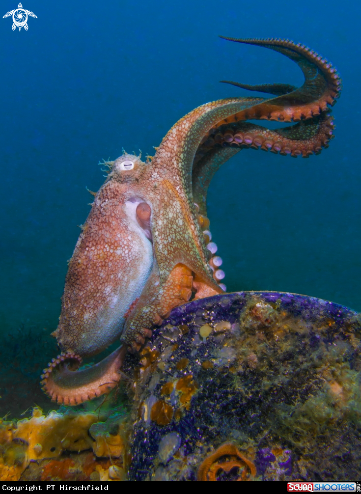 A Octopus