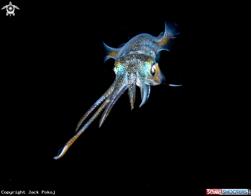 A Bigfin reef squid