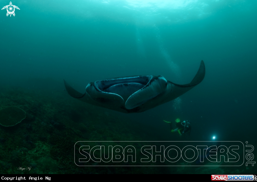 A MANTA