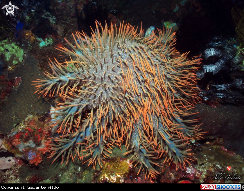 A Crown of Thorns Starfish