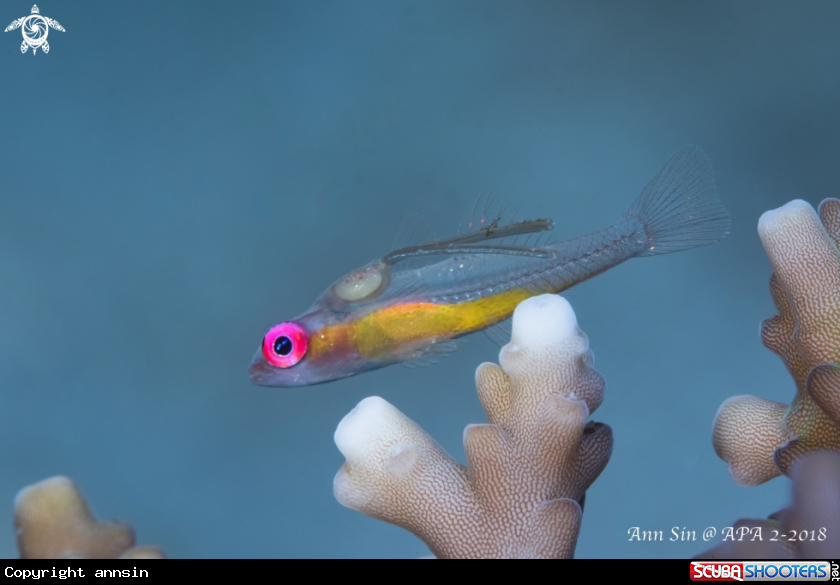 A Pink eyes goby