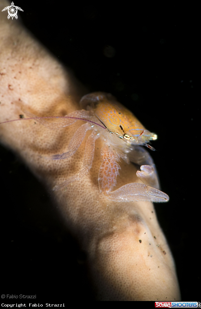 A Porcelain crab