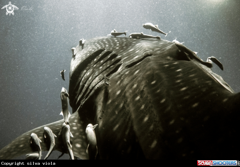 A Whale Shark