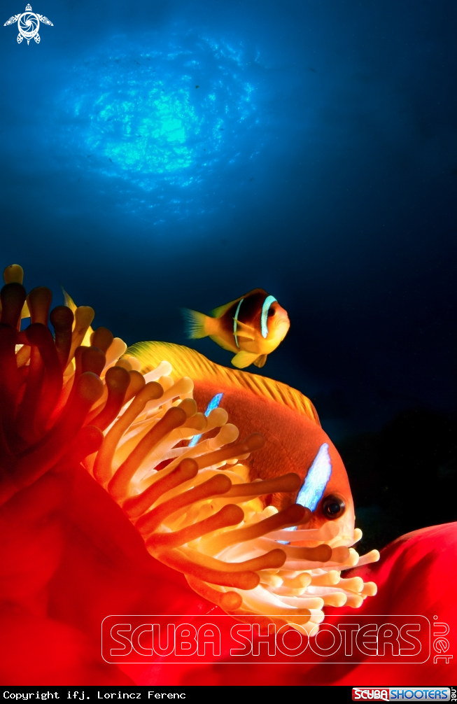 A Clownfish
