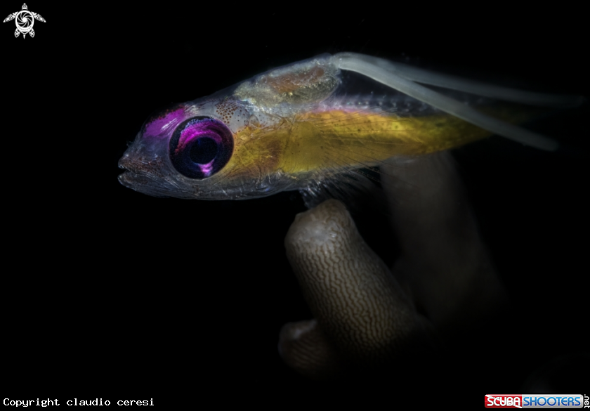 A red eyes gobi
