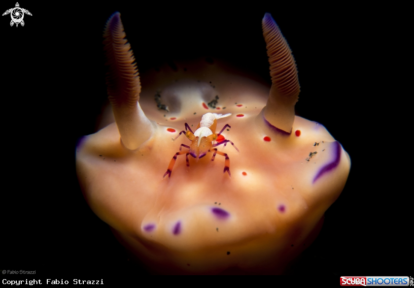 A Perclemenes imperator