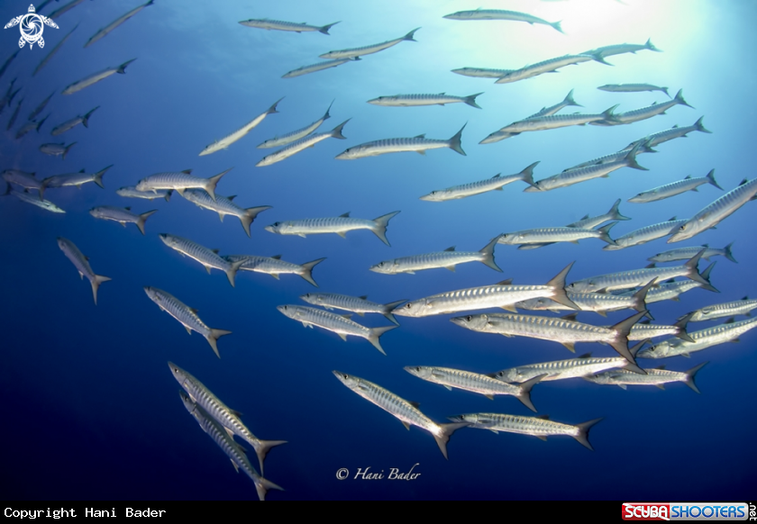 A Barracuda