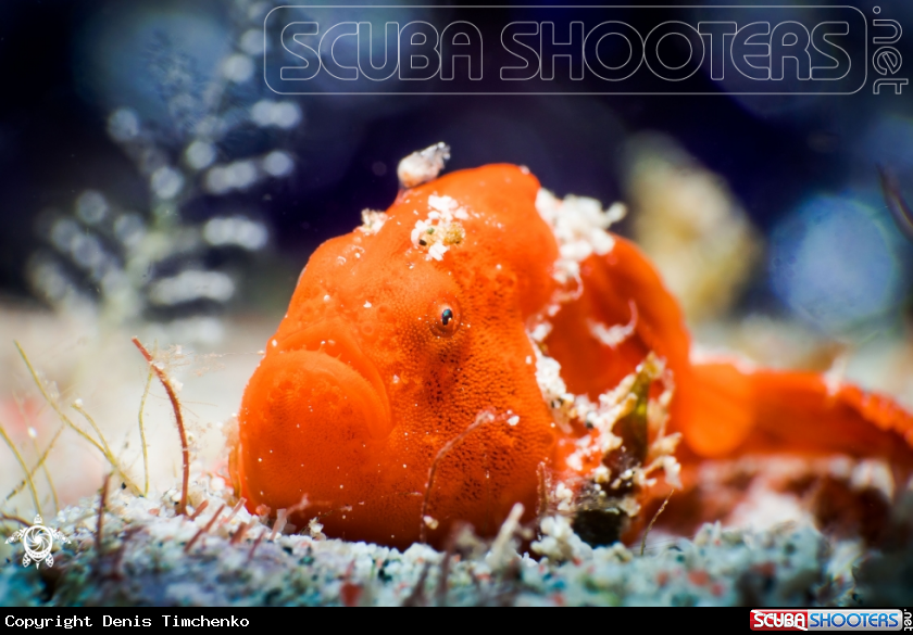 A FROGFISH
