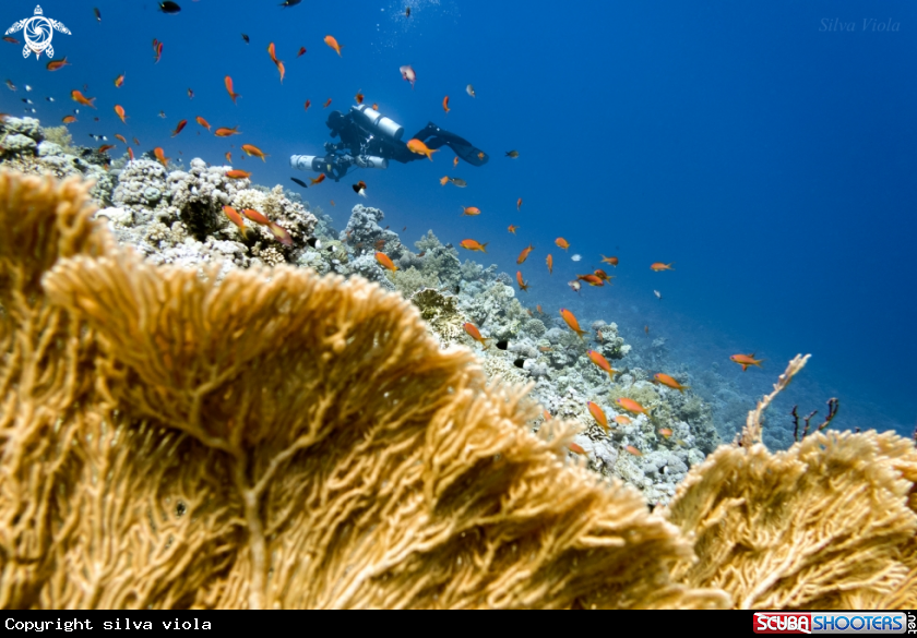 A Giant Sea Fan in the foreground
