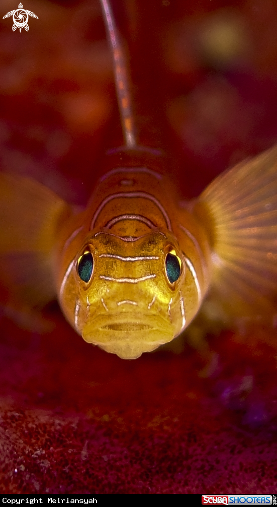 A Tiger Gobi