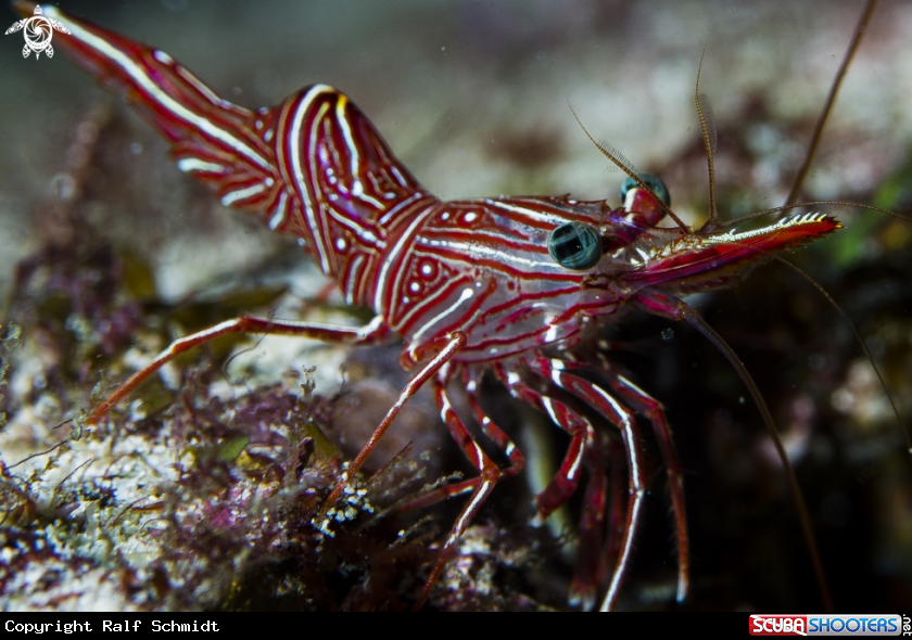 A Shrimp
