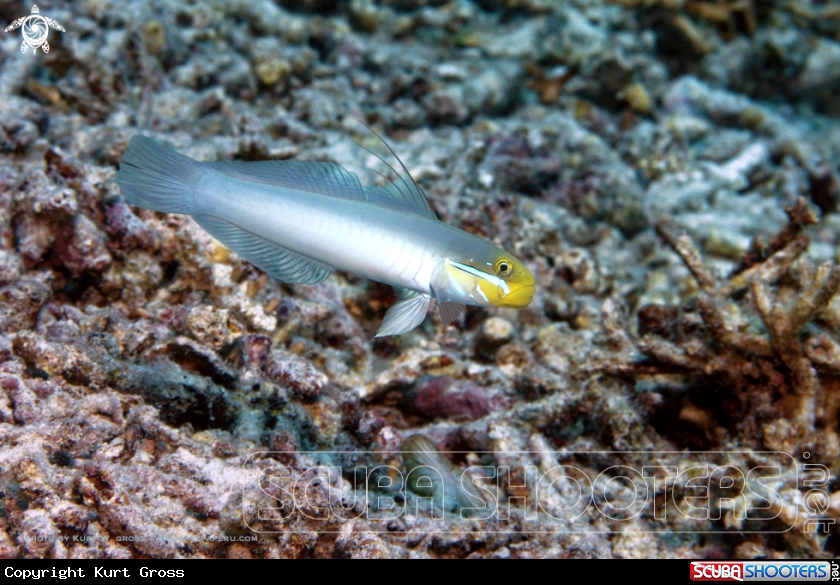 A Golden-head sleeper-goby